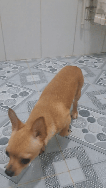 Chihuahua đực lông vàng. Mua bán Chó tại Thành phố Thuận An Bình Dương được đăng bởi Mỹ Linh hình 1