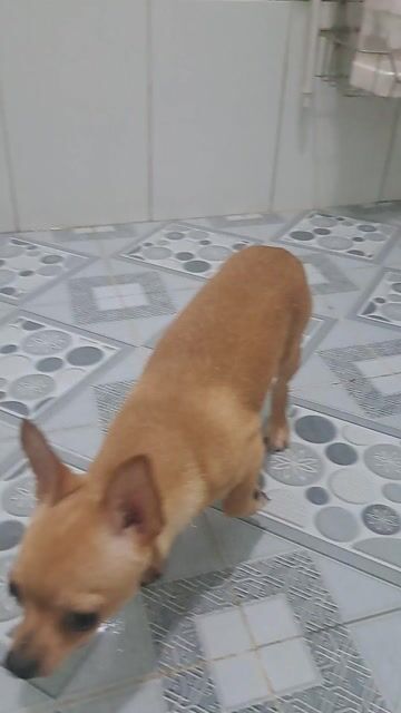 Chihuahua đực lông vàng. Mua bán Chó tại Thành phố Thuận An Bình Dương được đăng bởi Mỹ Linh hình 1
