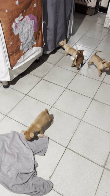 Chó Chihuahua nâu vàng 3 tháng tuổi. Mua bán Chó tại Quận Gò Vấp Tp Hồ Chí Minh được đăng bởi Chú hình 1