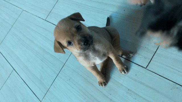 Chó con Nâu trắng. Mua bán Chó tại Thành phố Biên Hòa Đồng Nai được đăng bởi xuân tâm hình 1