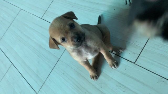 Chó con Nâu trắng. Mua bán Chó tại Thành phố Biên Hòa Đồng Nai được đăng bởi xuân tâm hình 1