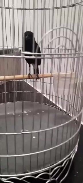 Chim cảnh màu Đen. Mua bán Chim tại Huyện Hóc Môn Tp Hồ Chí Minh được đăng bởi Chậu Lan Việt hình 1