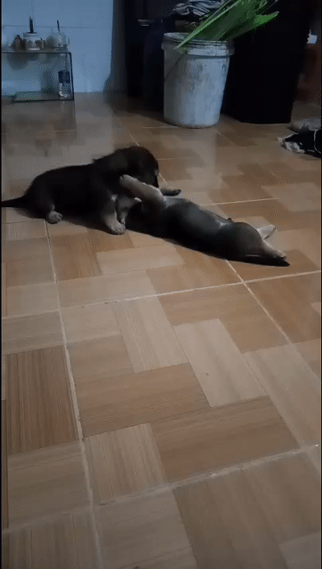 Chó Nhật lai lùn cái chó con. Mua bán Chó tại Quận Cái Răng Cần Thơ được đăng bởi hoàn lâm  hình 1