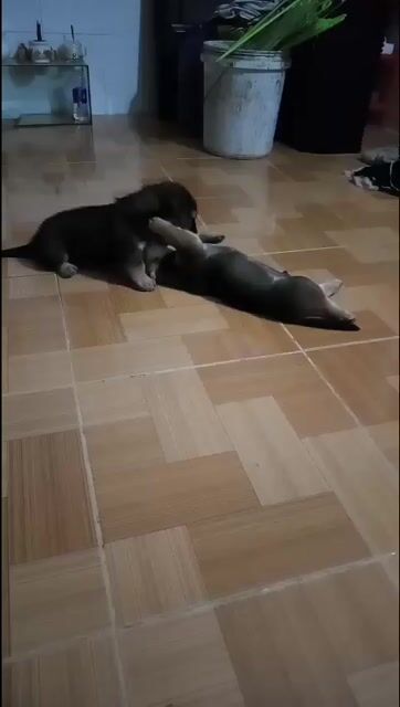 Chó Nhật lai lùn cái chó con. Mua bán Chó tại Quận Cái Răng Cần Thơ được đăng bởi hoàn lâm  hình 1