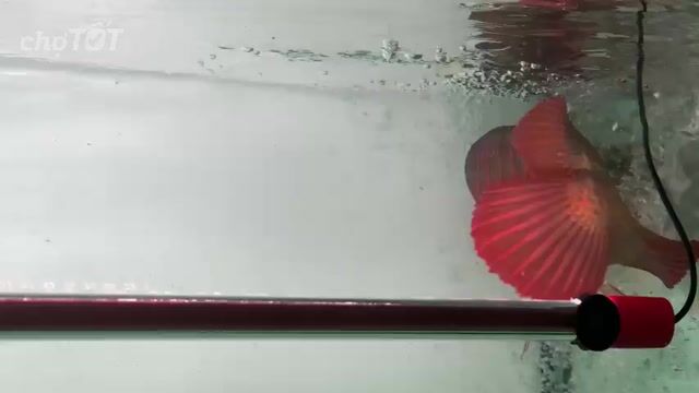 Cá Rồng 63 cm. Mua bán Thú cưng khác tại Thành phố Thủ Đức Tp Hồ Chí Minh được đăng bởi huynh huynh hình 1