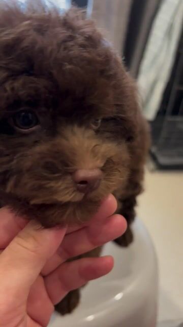 Poodle socola mắt nâu mũi hồng màu hiếm. Mua bán Chó tại Thành phố Vũng Tàu Bà Rịa - Vũng Tàu được đăng bởi Cici hình 1