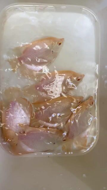 Cá phát tài Albino (mắt đỏ) form tròn body. Mua bán Thú cưng khác tại Quận Bình Tân Tp Hồ Chí Minh được đăng bởi Minh Tâm hình 1