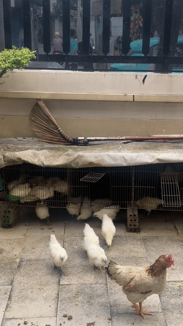 Gà ác Trắng. Mua bán Gà tại Thành phố Thủ Đức Tp Hồ Chí Minh được đăng bởi Thành hình 1