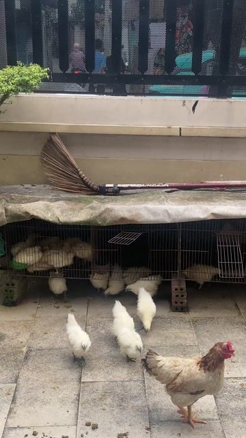 Gà ác Trắng. Mua bán Gà tại Thành phố Thủ Đức Tp Hồ Chí Minh được đăng bởi Thành hình 1