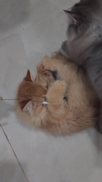 Còn 1 em_Tìm sen cho bé Ald - Ba là golden ny25. Mua bán Mèo tại Quận 8 Tp Hồ Chí Minh được đăng bởi Thuan Nguyen hình 1