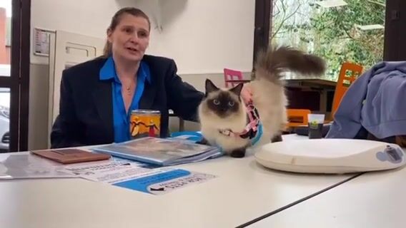 Je filme le métier de vendeur en animalerie