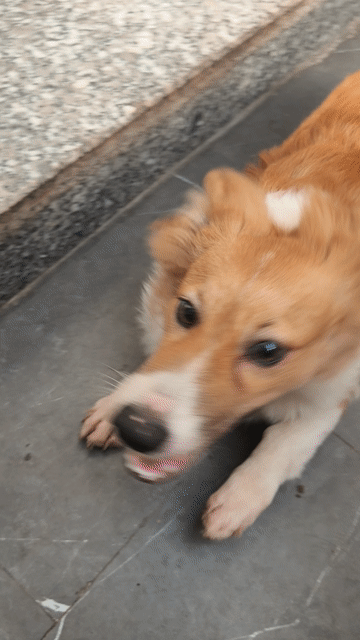 Chó Corgi đực 6 tháng vàng trắng năng động. Mua bán Chó tại Quận Long Biên Hà Nội được đăng bởi Phan thành việt hình 1