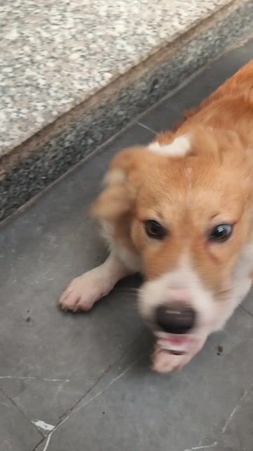 Chó Corgi đực 6 tháng vàng trắng năng động. Mua bán Chó tại Quận Long Biên Hà Nội được đăng bởi Phan thành việt hình 1