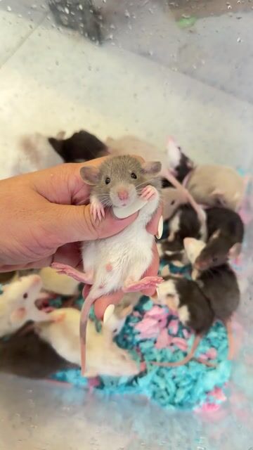 Chuột Dumbo rat ( Hamster đuôi dài ) quấn chủ. Mua bán Thú cưng khác tại Quận 8 Tp Hồ Chí Minh được đăng bởi Nguyễn Phương Trinh hình 1
