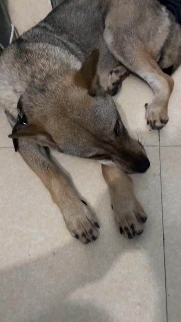 Chó Cái Nâu xám đã tiêm phòng. Mua bán Chó tại Huyện Quế Võ Bắc Ninh được đăng bởi Ta ta hình 1