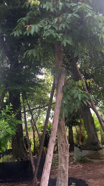 Bằng lăng ổi 5m vanh 60cm đang ra bông. Mua bán Cây cảnh, đồ trang trí tại Huyện Hóc Môn Tp Hồ Chí Minh được đăng bởi vườn kiểng năm tuấn hình 1