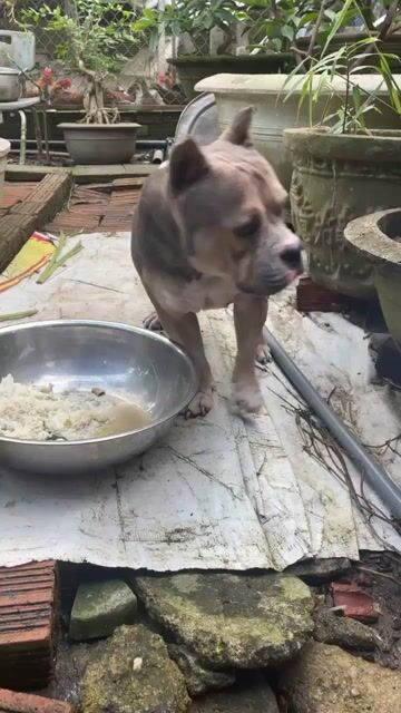 Chó Pitbull Xám Cái. Mua bán Chó tại Huyện Đại Lộc Quảng Nam được đăng bởi Quoc Tran hình 1