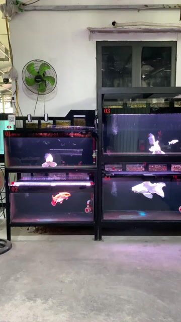 Ra đi cả 2 hồ cá 1m3. Mua bán Phụ kiện, Thức ăn, Dịch vụ tại Quận Bình Thạnh Tp Hồ Chí Minh được đăng bởi Khoa Le hình 1