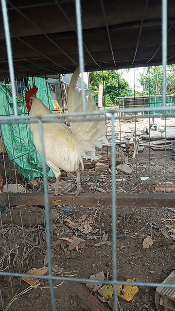 Gà Bướm Mỹ Mini Trắng. Mua bán Gà tại Huyện Bến Lức Long An được đăng bởi Phương hình 1