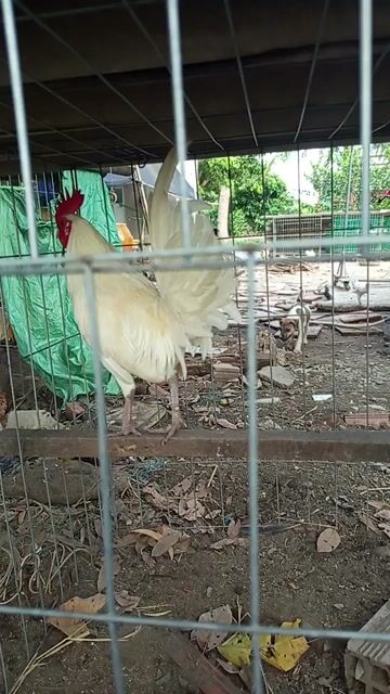 Gà Bướm Mỹ Mini Trắng. Mua bán Gà tại Huyện Bến Lức Long An được đăng bởi Phương hình 1