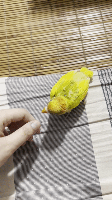 Vẹt cảnh Lovebird Non. Mua bán Chim tại Quận Đống Đa Hà Nội được đăng bởi Tina Ruly hình 1