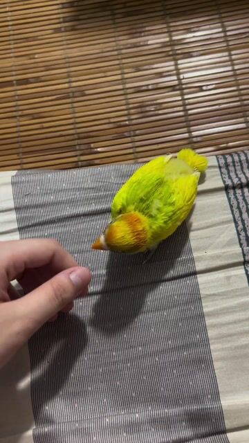 Vẹt cảnh Lovebird Non. Mua bán Chim tại Quận Đống Đa Hà Nội được đăng bởi Tina Ruly hình 1