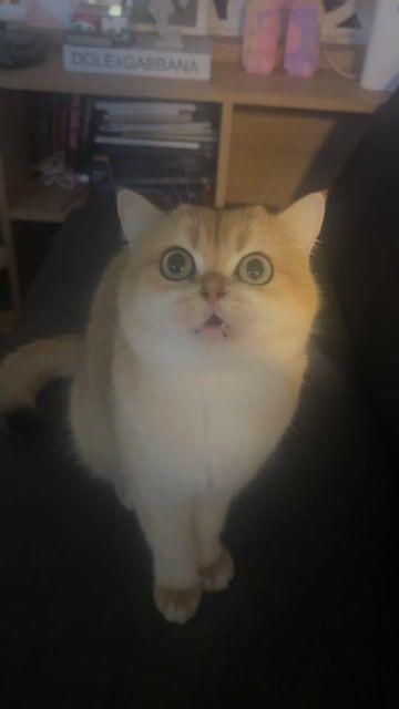 Mèo Anh lông ngắn Golden NY 12. Mua bán Mèo tại Quận Hải Châu Đà Nẵng được đăng bởi Minh Anh hình 1