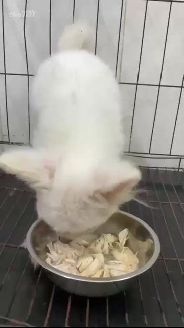 Chó Phốc Sóc Trắng Đực 3 tháng. Mua bán Chó tại Quận Tân Bình Tp Hồ Chí Minh được đăng bởi Me hình 1