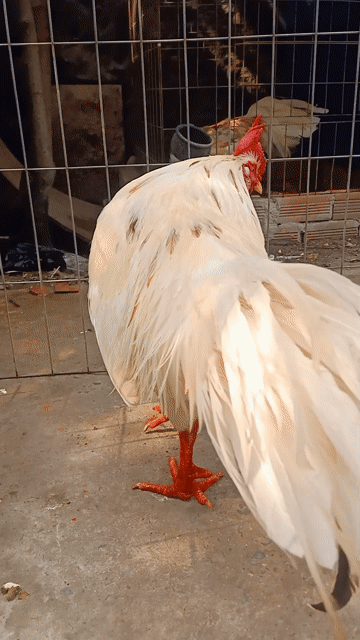 Gà cBướm thái mỹ 2k8. Mua bán Gà tại Quận 12 Tp Hồ Chí Minh được đăng bởi gà nòi sanh sữa  hình 1