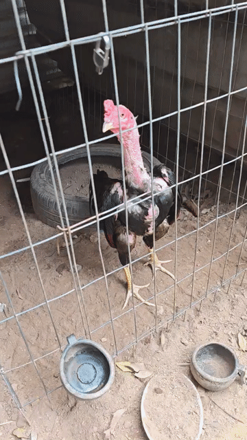Gà chọi Đen vàng đỏ đực 12 tháng. Mua bán Gà tại Huyện Chương Mỹ Hà Nội được đăng bởi Đình tiệp hình 1