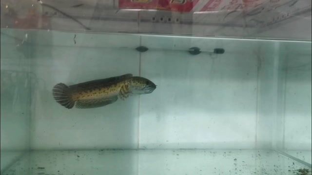 Cá Nữ Hoàng Indo. Mua bán Thú cưng khác tại Thành phố Thủ Đức Tp Hồ Chí Minh được đăng bởi Chi Là Niem Đau hình 1