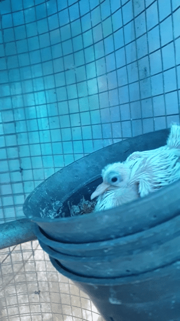 Chim cu Thái Bông Sinh sản tốt. Mua bán Chim tại Huyện Bình Chánh Tp Hồ Chí Minh được đăng bởi Tuấn hình 1