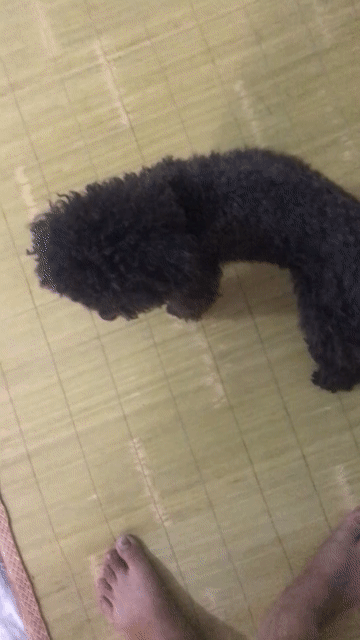 Chó Poodle cái màu Đen. Mua bán Chó tại Quận Hà Đông Hà Nội được đăng bởi dao van them hình 1