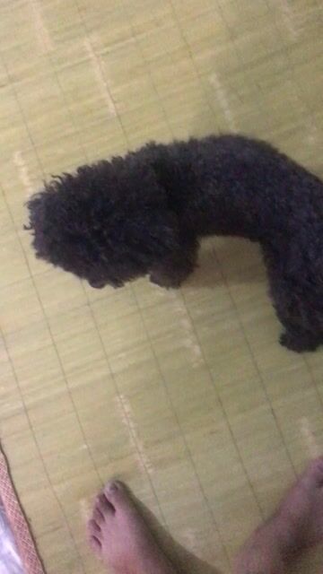 Chó Poodle cái màu Đen. Mua bán Chó tại Quận Hà Đông Hà Nội được đăng bởi dao van them hình 1