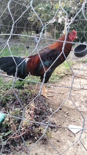 Gà chọi Điều 2.7kg. Mua bán Gà tại Huyện An Biên Kiên Giang được đăng bởi Hua Dương 68kg hình 1