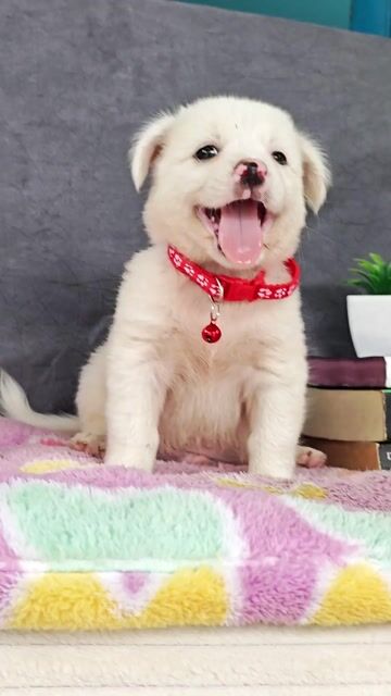 Trai Nhật lai trắng bông mập mạp . Mua bán Chó tại Huyện Hóc Môn Tp Hồ Chí Minh được đăng bởi Smile Pet hình 1