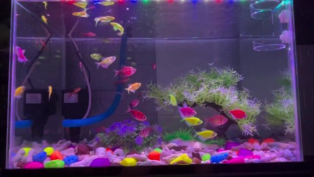 Hồ cá cảnh đầy đủ phụ kiện. Mua bán Phụ kiện, Thức ăn, Dịch vụ tại Huyện Long Thành Đồng Nai được đăng bởi Kiều Trinh hình 1