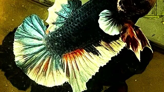 KOI blue nemo big ear. Mua bán Thú cưng khác tại Quận Bình Thạnh Tp Hồ Chí Minh được đăng bởi Nguyễn Trung Hiếu hình 1