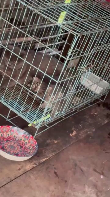 Mèo Xám xanh 1 tuổi rưỡi. Mua bán Mèo tại Huyện Ý Yên Nam Định được đăng bởi Nguyễn Đức Hòa hình 1