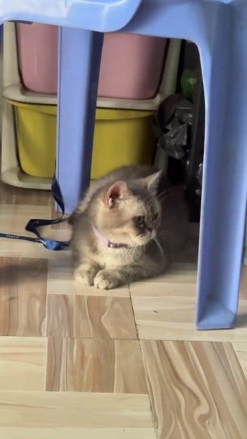 Mèo Anh lông ngắn cái 10 tháng đã tiêm. Mua bán Mèo tại Thành phố Thuận An Bình Dương được đăng bởi Huệ Kim hình 1