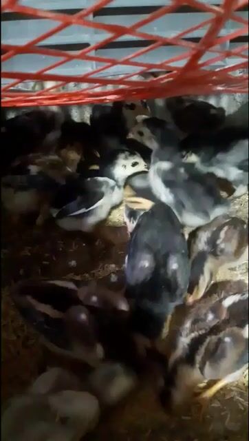 Gà đòn con 3 tuần tuổi. Mua bán Gà tại Thị xã Tân Uyên Bình Dương được đăng bởi Dinh Toan hình 1