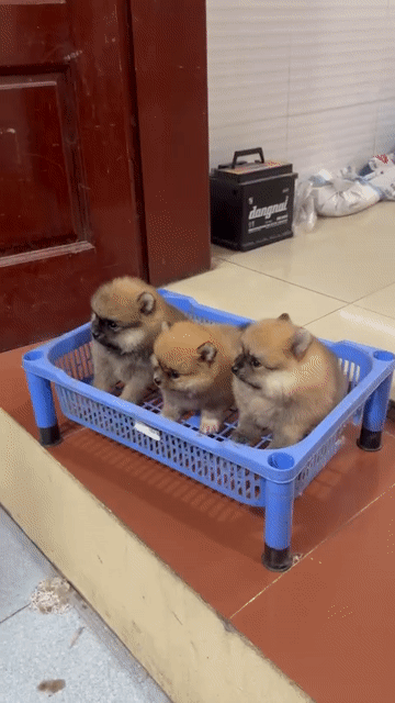 Chó Pomeranian Orange Lông 3 lớp Mặt ngắn. Mua bán Chó tại Quận Thanh Khê Đà Nẵng được đăng bởi Chaien Pet Shop hình 1