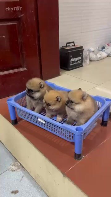 Chó Pomeranian Orange Lông 3 lớp Mặt ngắn. Mua bán Chó tại Quận Thanh Khê Đà Nẵng được đăng bởi Chaien Pet Shop hình 1