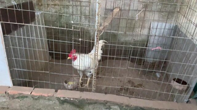 Gà Trắng Đực Gà tơ. Mua bán Gà tại Quận Ô Môn Cần Thơ được đăng bởi Gà Rang Bơ hình 1