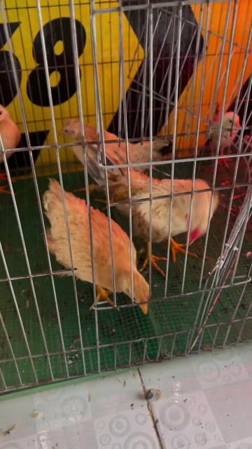 Gà tre Bắc chíp 1 trống 3 mái 2 tháng. Mua bán Gà tại Huyện Châu Thành Kiên Giang được đăng bởi lộc lợi hình 1