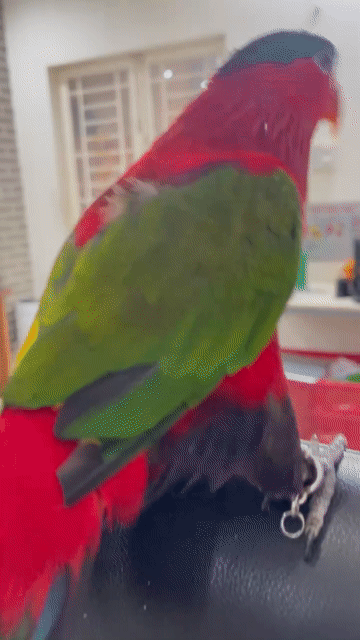 Chim Blackcap Lory 8 tháng tập nói HCM. Mua bán Chim tại Quận Bình Thạnh Tp Hồ Chí Minh được đăng bởi minh khang hình 1