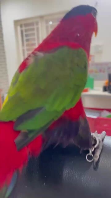 Chim Blackcap Lory 8 tháng tập nói HCM. Mua bán Chim tại Quận Bình Thạnh Tp Hồ Chí Minh được đăng bởi minh khang hình 1