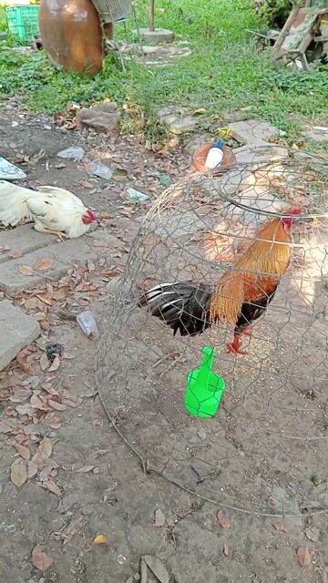 Gà chọi Nâu vàng Đực 2.8kg. Mua bán Gà tại Huyện Lai Vung Đồng Tháp được đăng bởi gà nồi ngoại hạng  hình 1