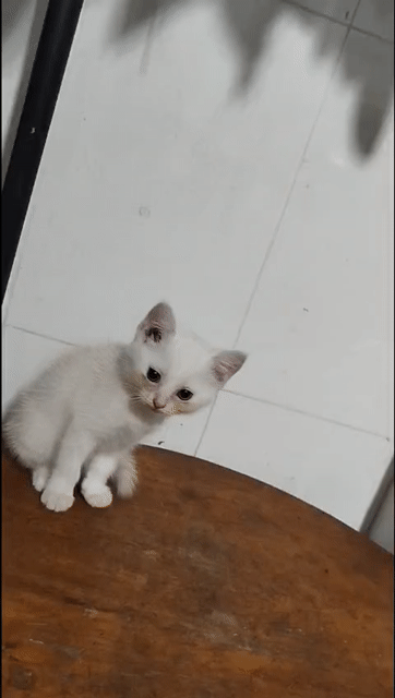 tìm chủ cho bé mèo con nhà trồng. Mua bán Mèo tại Quận Bình Tân Tp Hồ Chí Minh được đăng bởi Bùi Thụy Kim Ngân hình 1