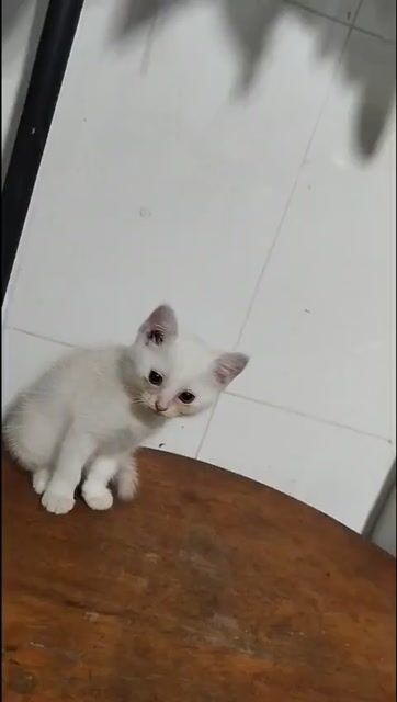 tìm chủ cho bé mèo con nhà trồng. Mua bán Mèo tại Quận Bình Tân Tp Hồ Chí Minh được đăng bởi Bùi Thụy Kim Ngân hình 1